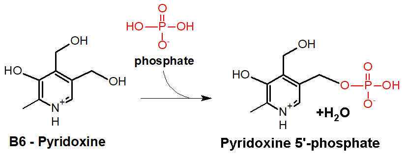 Pyridoxine is transformed into Pyridoxine 5'-phosphate