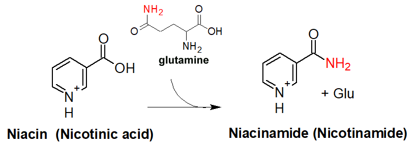 Niacin is transformed into Nicotinamide