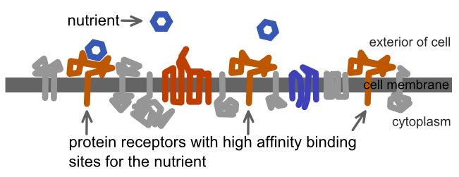 Nutrients bind to receptors.