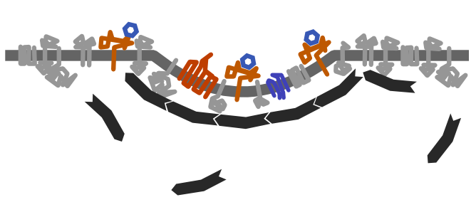 An endosome starts to form.