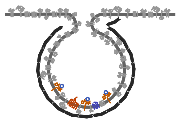 An endosome pinches off