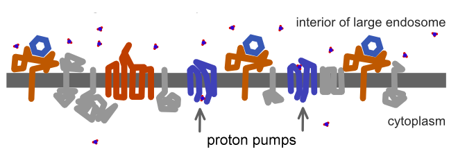 Protons are pushed into the endocytic compartment.