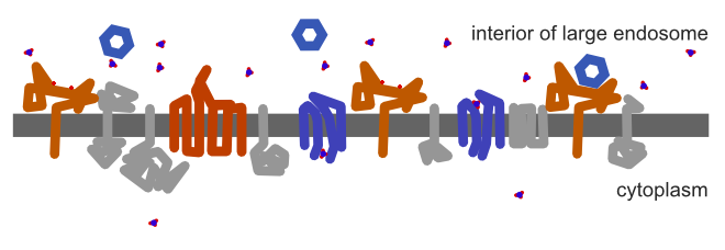 The affinity of the receptor to the ligand changes.