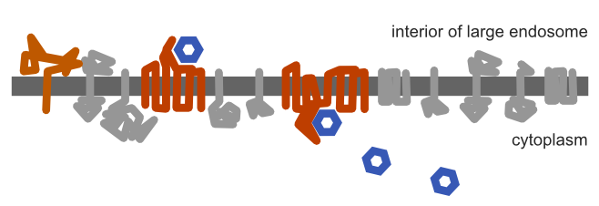 Molecules can now pass through the transporter.