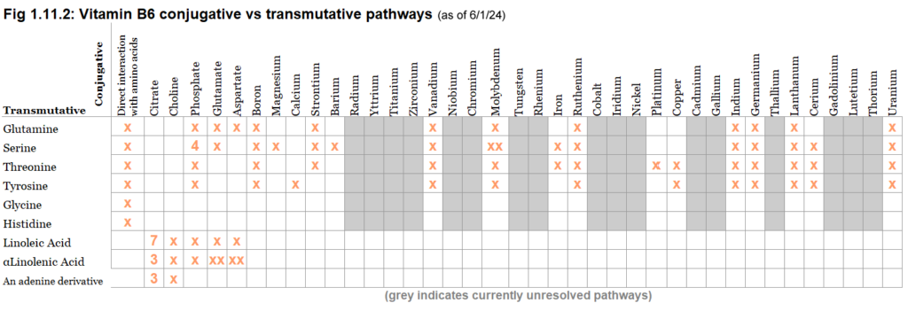 B6 conjugative vs transmutative pathways