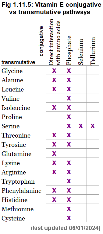 Vitamin E conjugative vs transmutative pathways