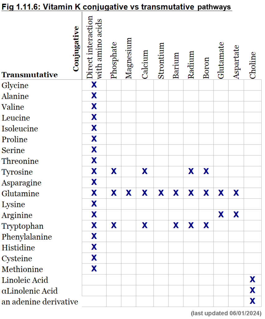 Vitamin K conjugative vs transmutative pathways